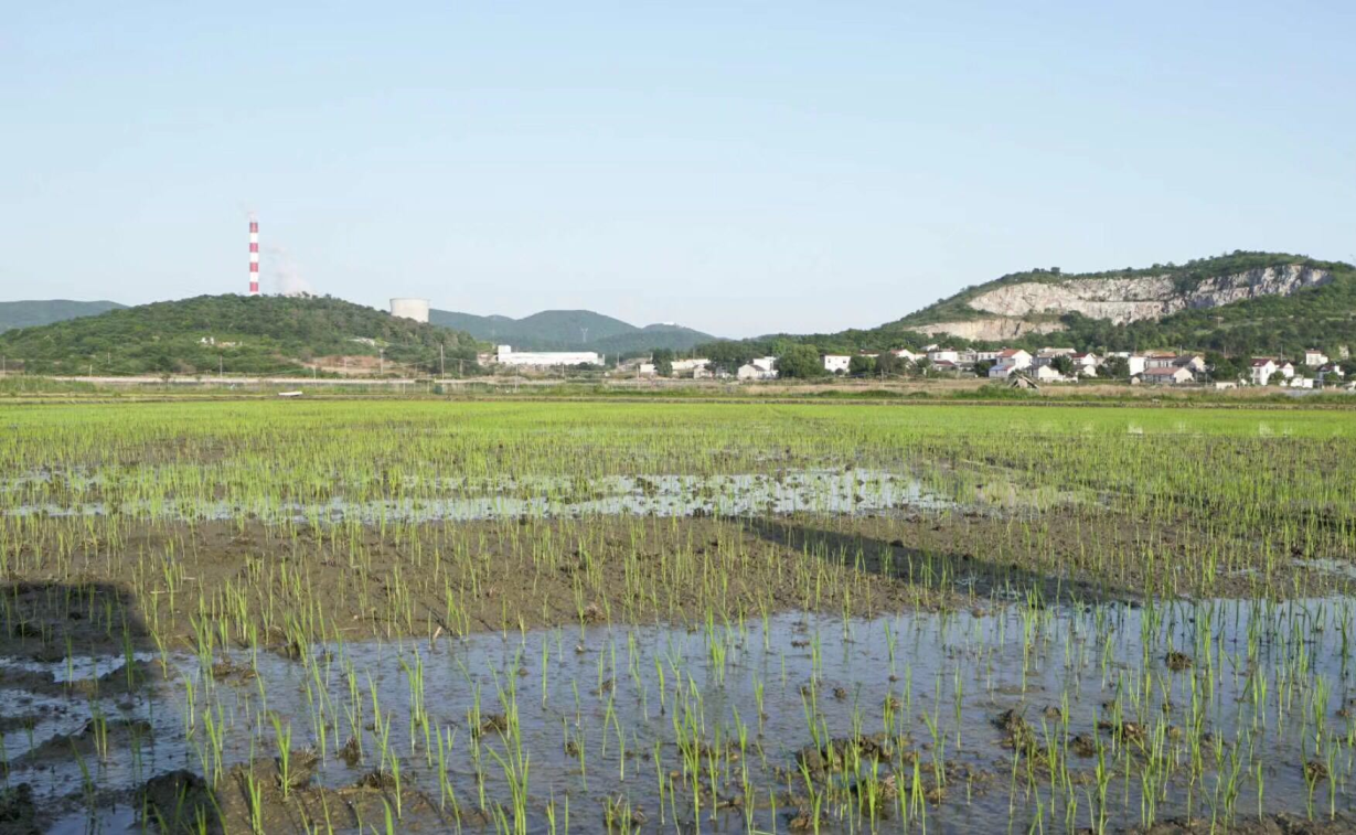 極飛農(nóng)業(yè)無(wú)人機(jī)播種效果：安徽巢湖雜交稻直播 