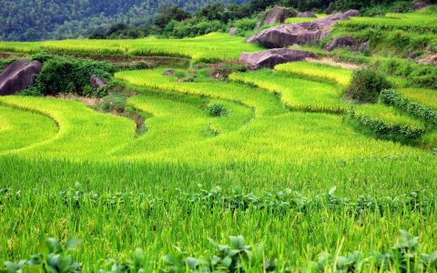 農(nóng)用植保無人機(jī)打藥行業(yè)前景如何