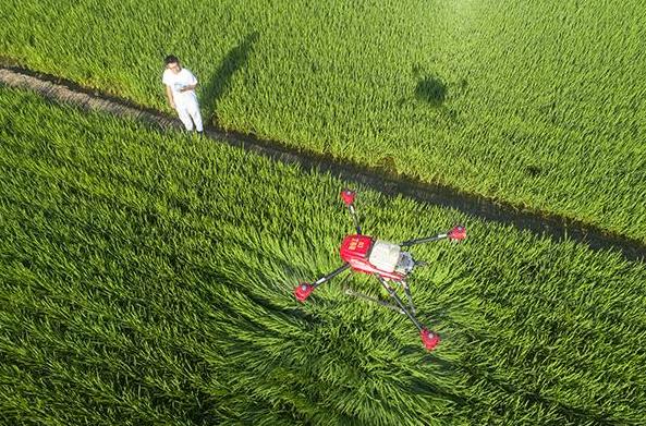 在無人機(jī)艙內(nèi)注滿農(nóng)藥，然后在手機(jī)上選定噴藥區(qū)域，最后輕輕點(diǎn)下手機(jī)屏幕就搞定了