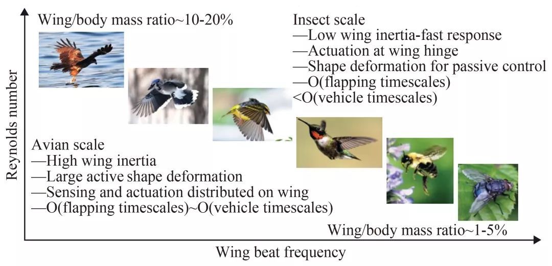 撲翼仿生飛行器發(fā)展進(jìn)展
