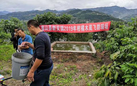 柑橘木虱的“克星”——植保無人機(jī)