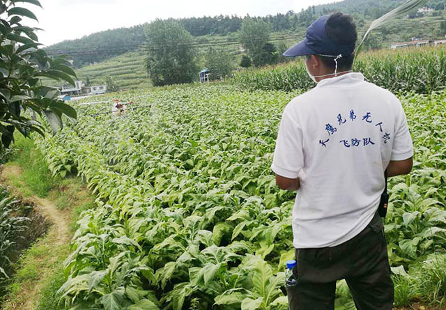 采用植保無人機(jī)為千畝煙葉進(jìn)行植保作業(yè)