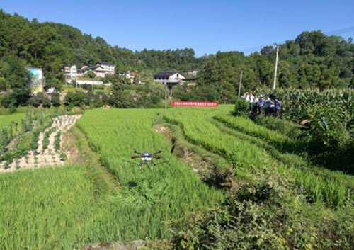 巴南區(qū)植保無人機(jī)防治水稻病蟲害