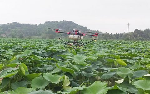 植保無(wú)人機(jī)助力蓮藕常見病蟲害防治