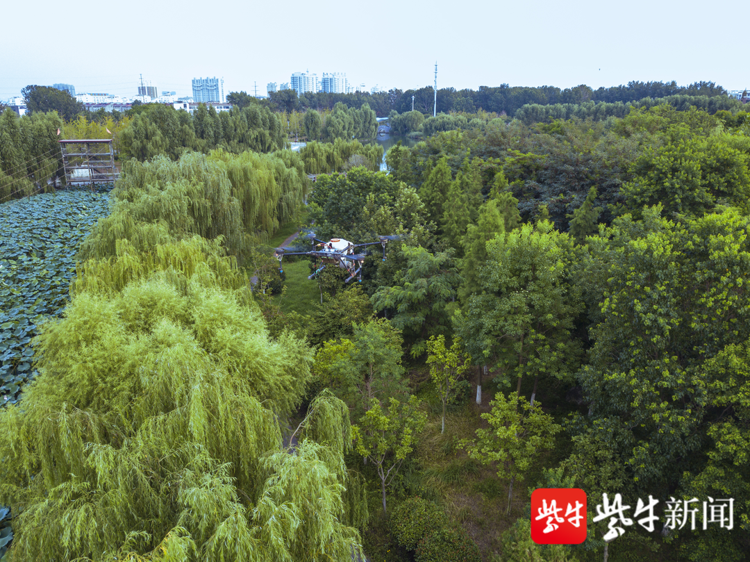 連云港東海：無人機(jī)出動防治美國白蛾