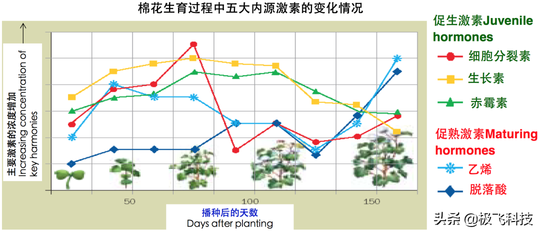 提高脫葉效果的 5 個施藥要點