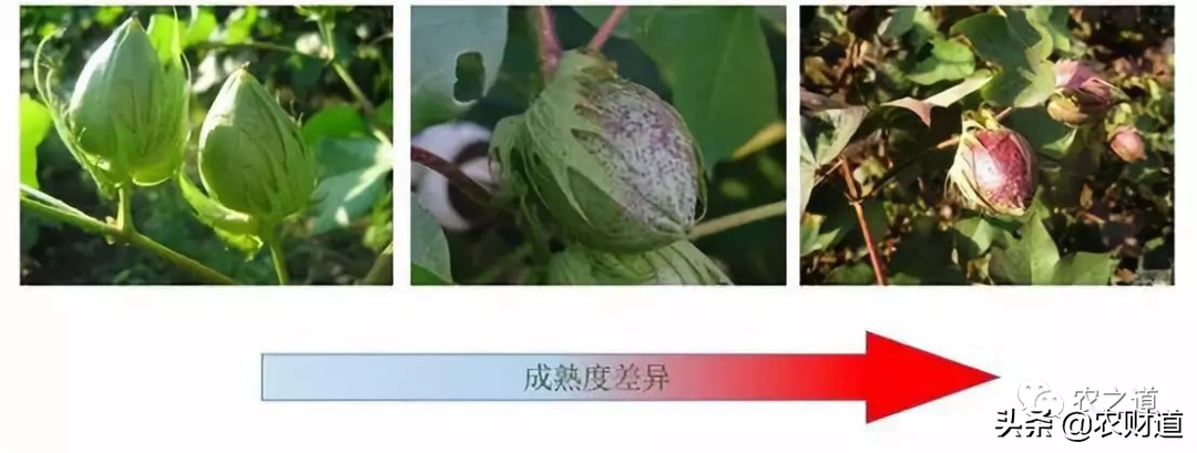 植保無人機(jī)棉花脫葉劑作業(yè)技術(shù)指南