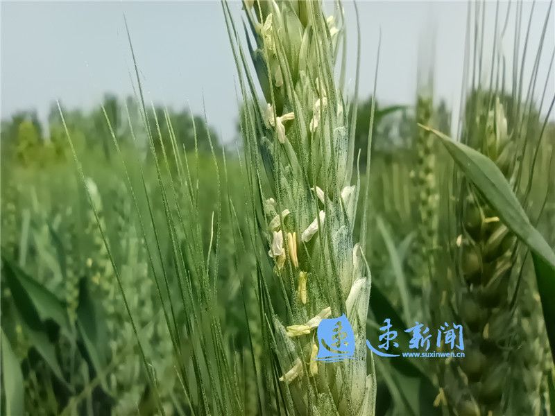 小麥開花季 農(nóng)戶田管忙