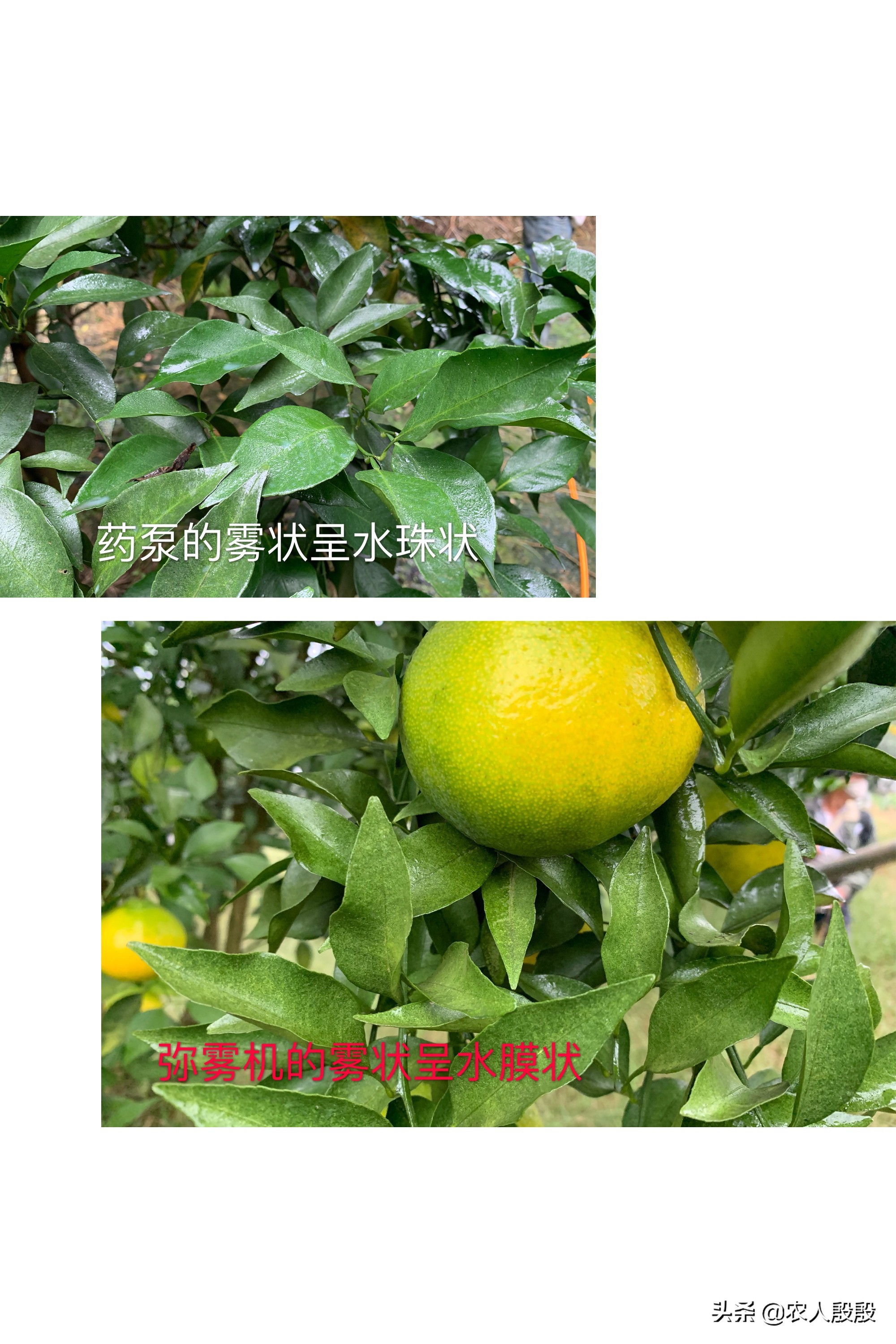 柑橘噴施用藥，2種噴藥機(jī)器對(duì)比，煙霧機(jī)是否會(huì)成為新寵被使用